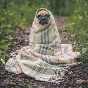 Pug