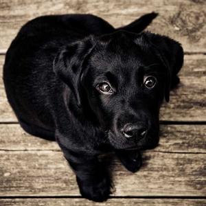 Puppy